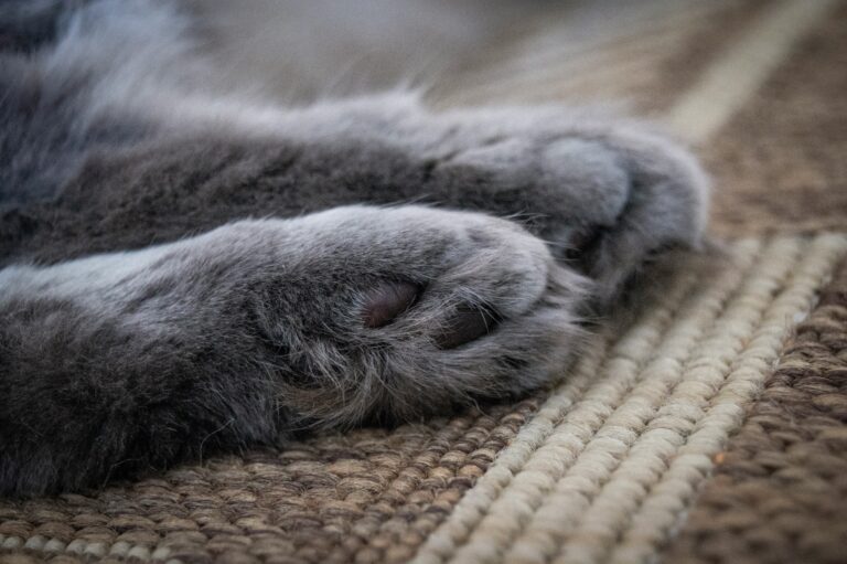 a cats paw upclose