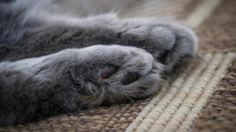 a cats paw upclose