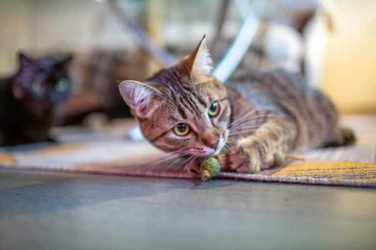 a cat playing with a catnip toy