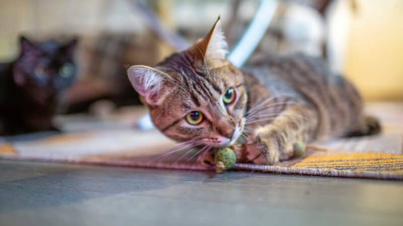 a cat playing with a catnip toy