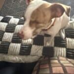 a dog on a couch cover for a couch comfortable