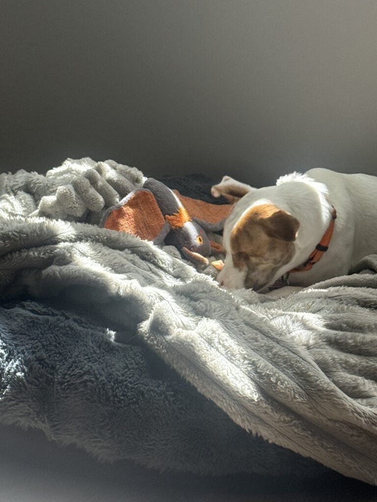 a blanket for a dog on dog bed