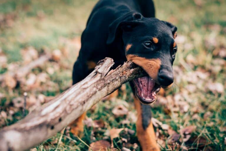 dog chewing on log