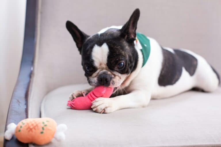 a dog chewing a squeaky toy