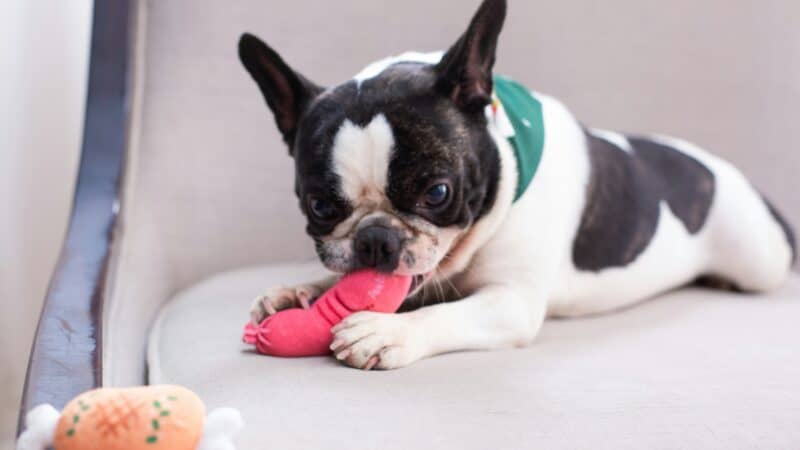 a dog chewing a squeaky toy