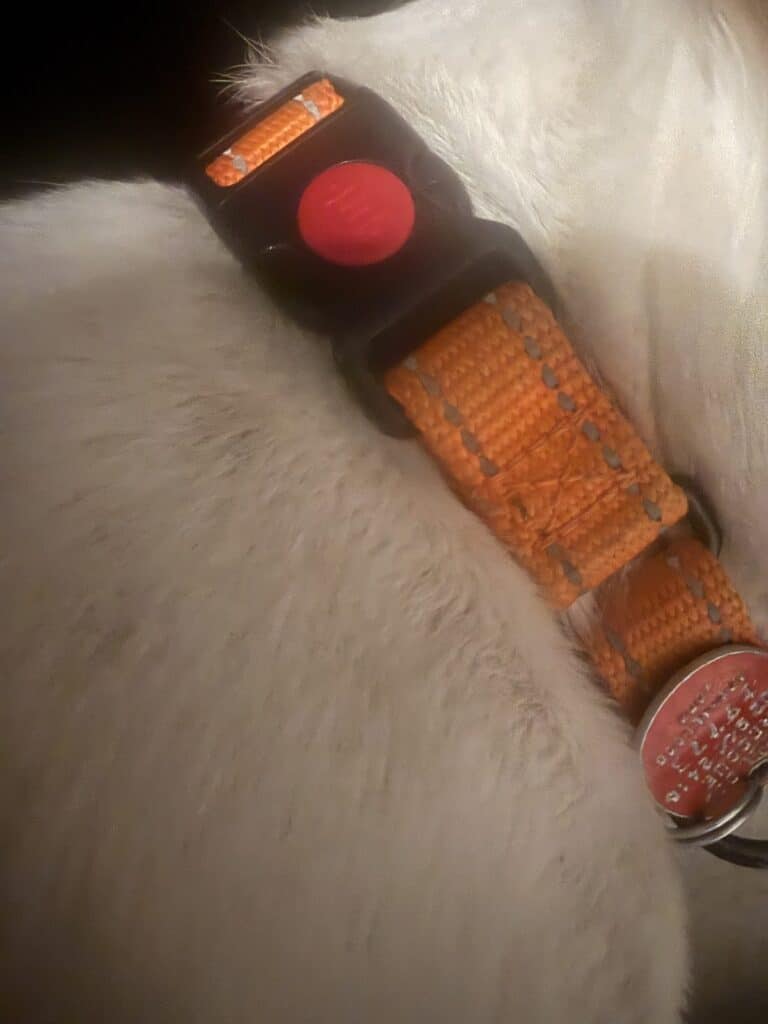 dog collar on a dog