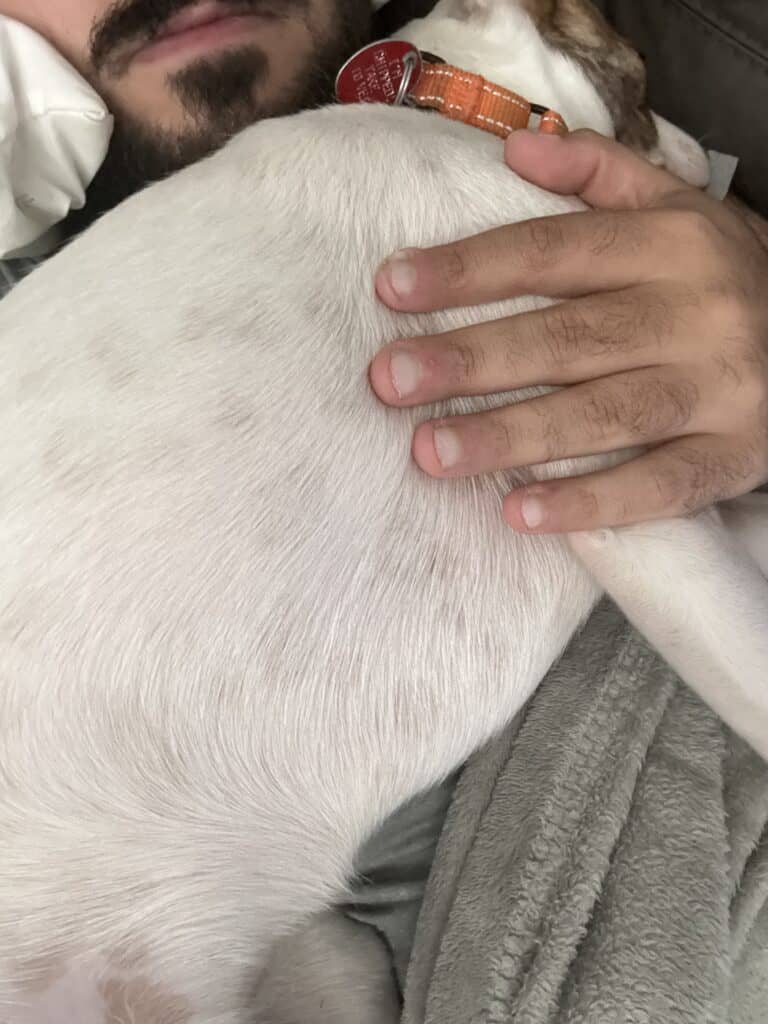 a dog laying on a chest