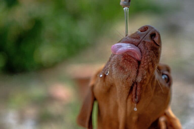 a dog drinking water while poured