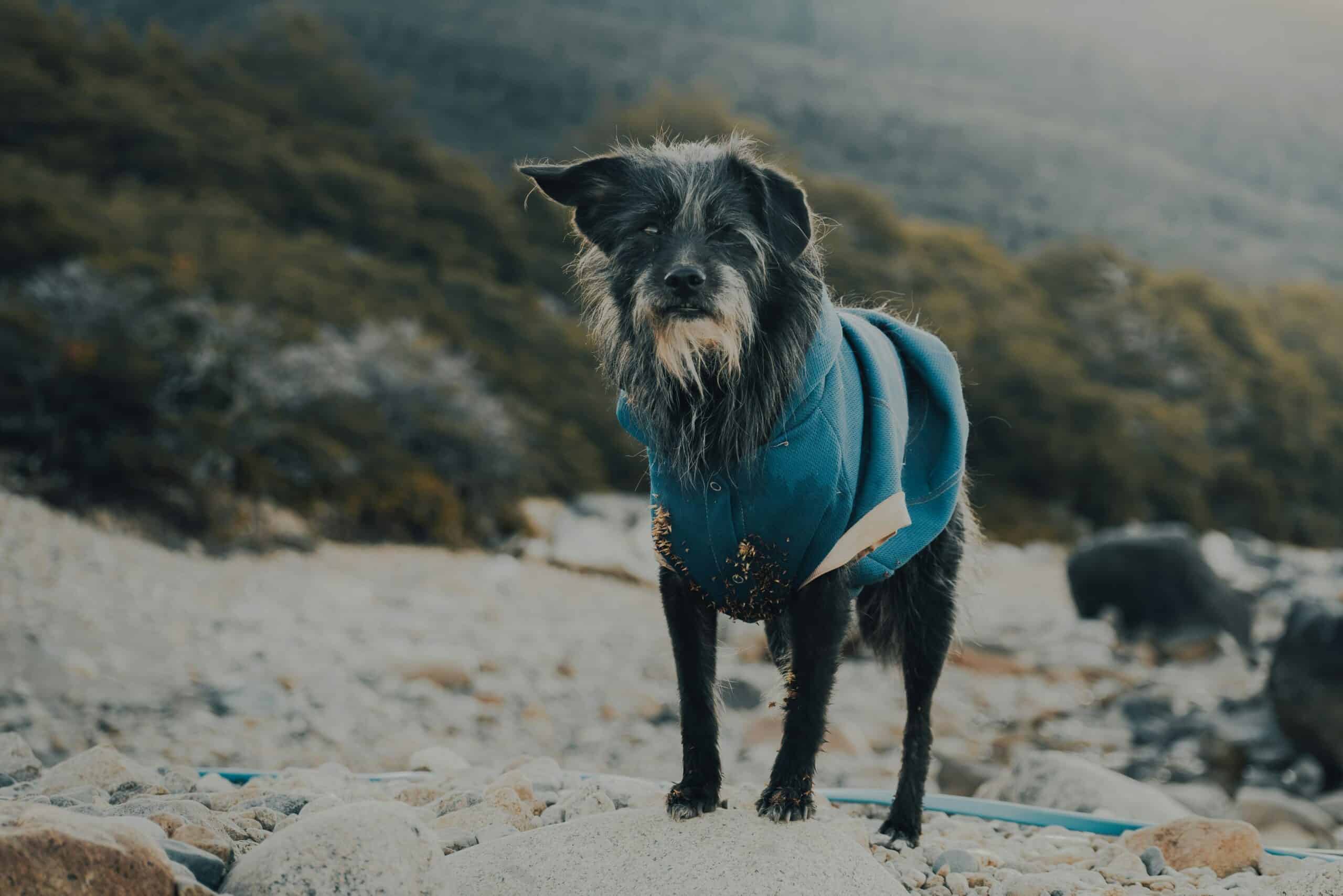 Best Dog Drying Coats in 2026: Absorbent Robes for After Baths and Wet Walks
