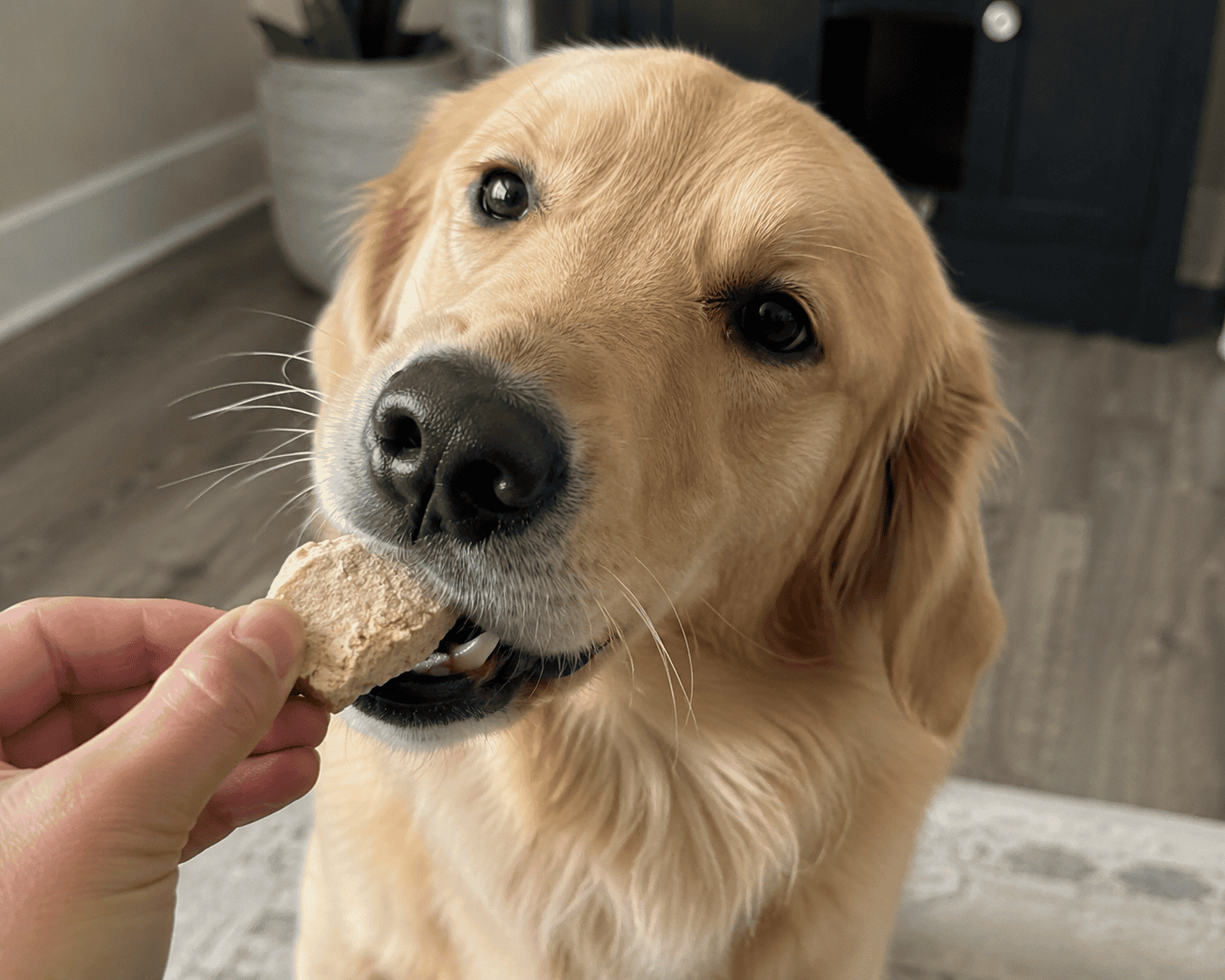 Best Freeze-Dried Dog Treats in 2026: High-Protein For Your Dog