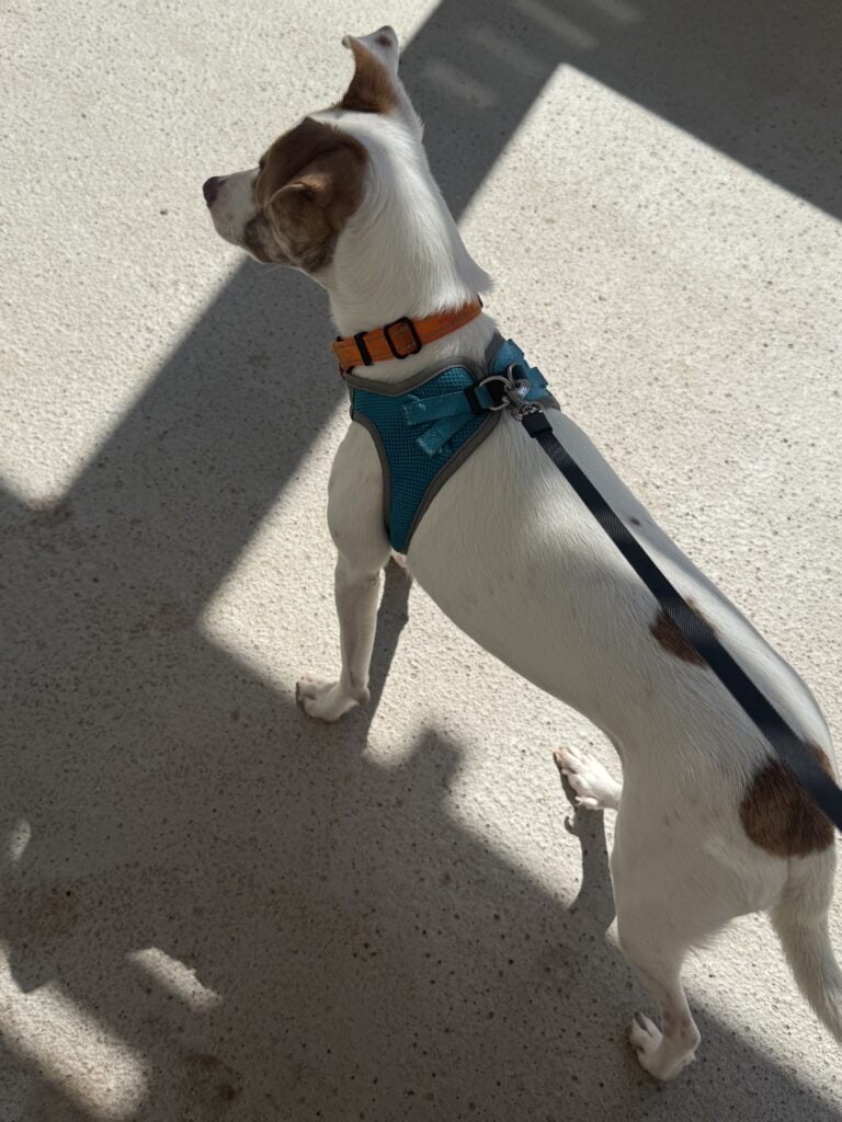 a dog harness fit