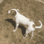 a dog in hot summer sun