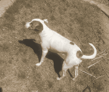 a dog in hot summer sun