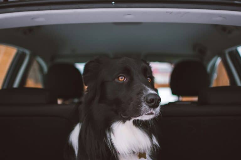 a dog in a car calm