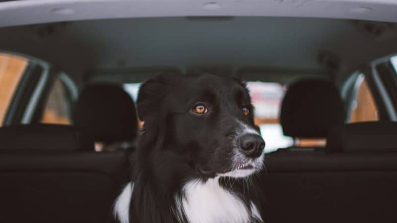 a dog in a car calm
