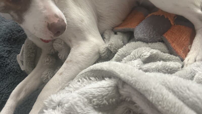 a dog laying down and playing on dog bed