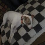a dog laying fully on a couch cover for pets