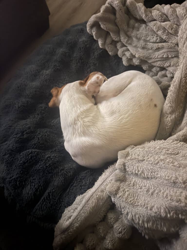 a dog laying in a dog bed in apartment