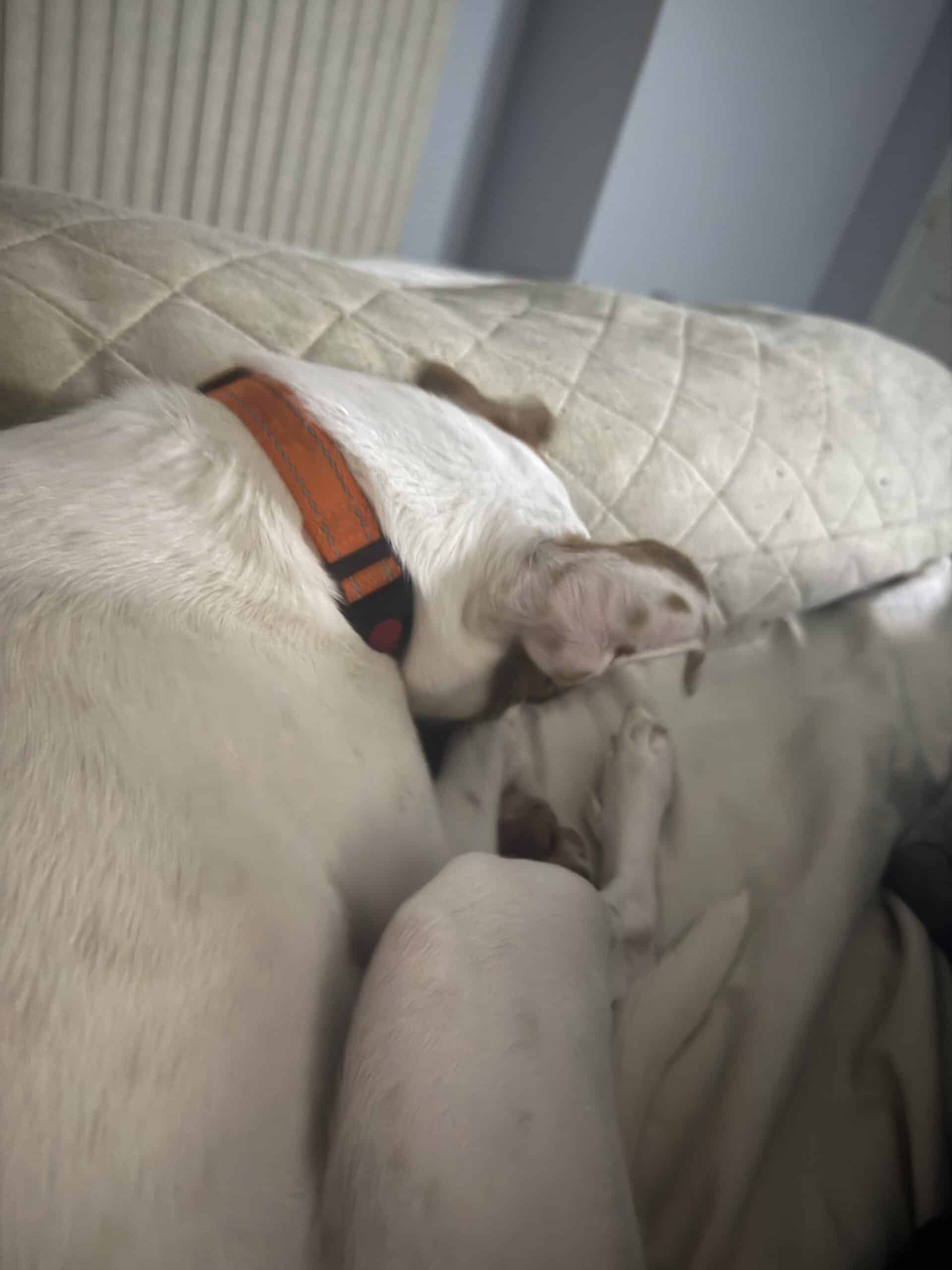 Is It OK for a Dog to Sleep in Your Bedroom?