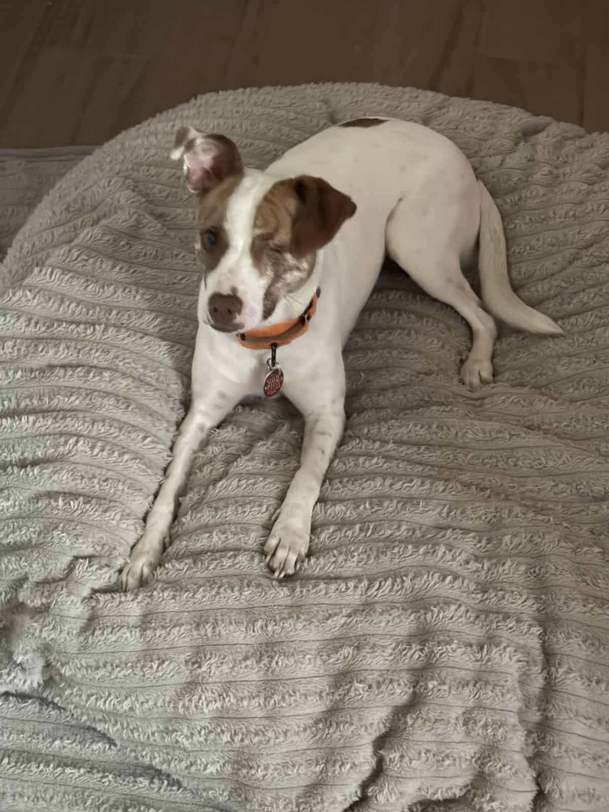 Best Plush Dog Beds in 2026: Soft and Cozy That Dogs Sink Into