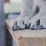 a dogs nails upclose