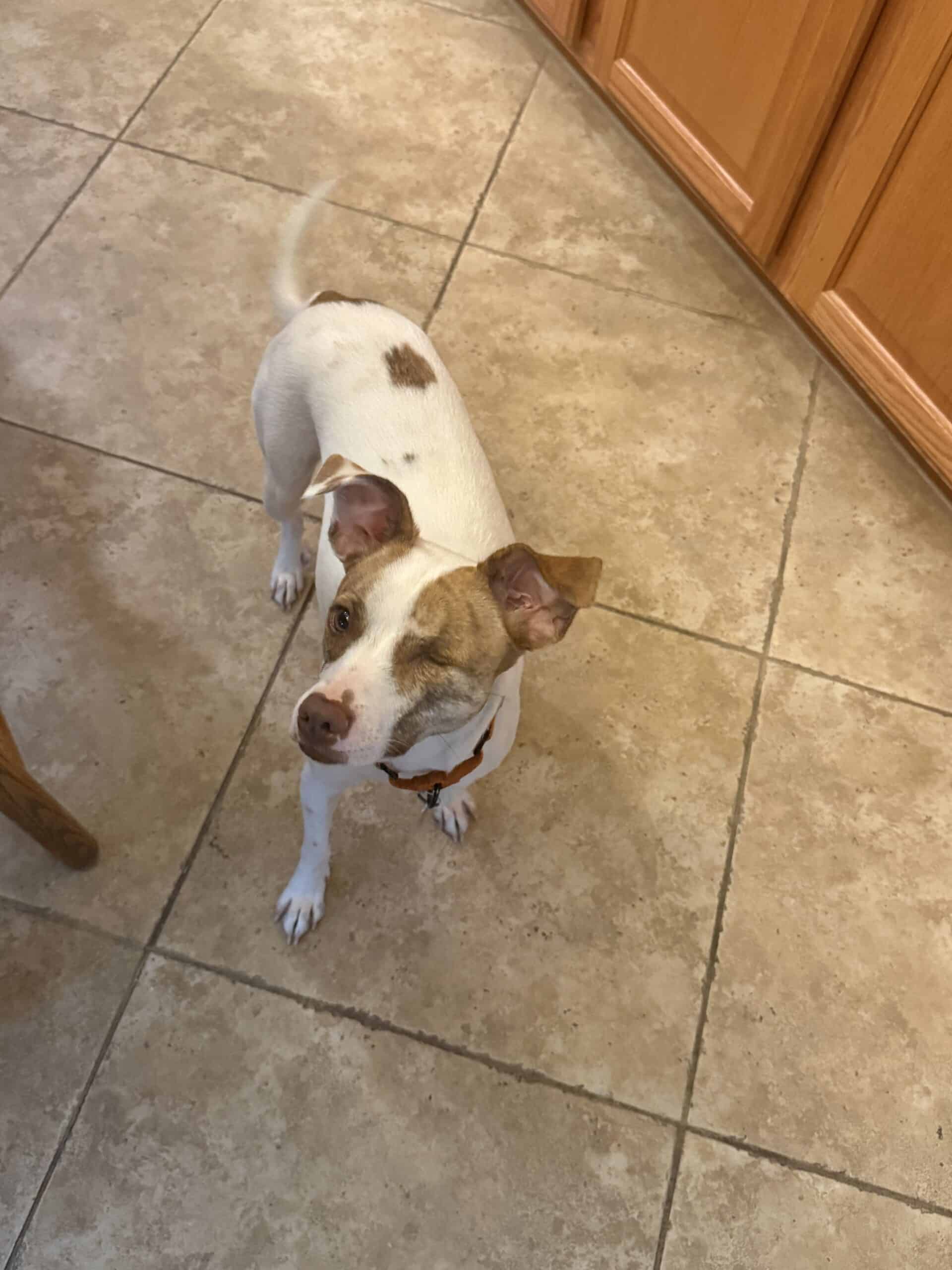How Much Does It Cost to Adopt a Dog: The Fee Is Not the Cost