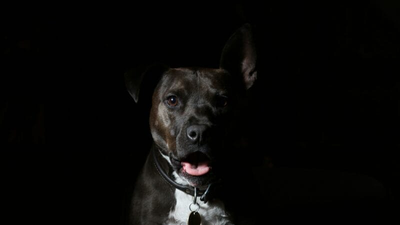 a dog panting at night