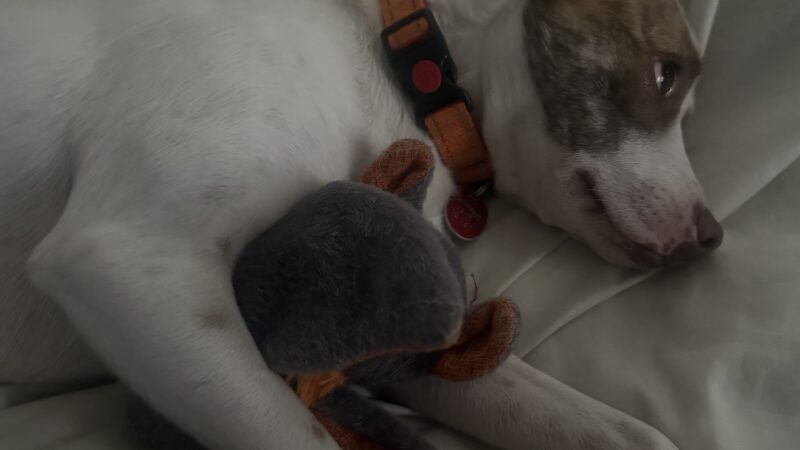 a dog playing with plush bat