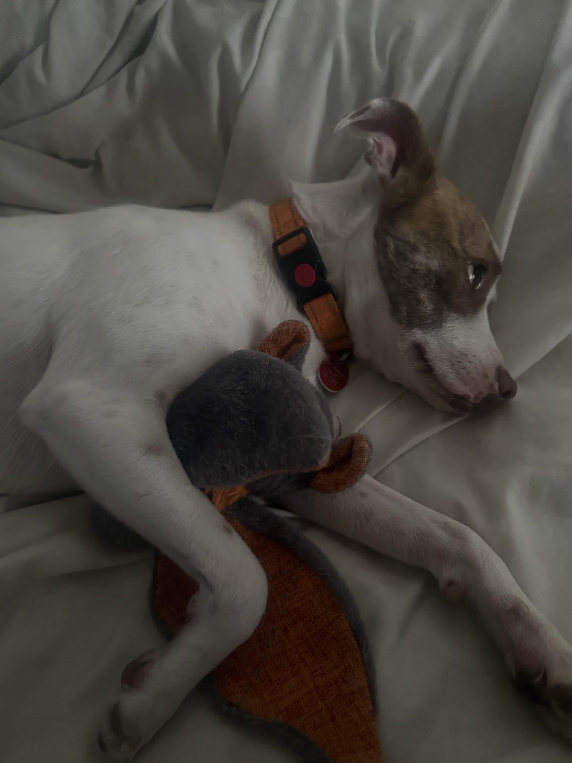Best Plush Dog Toys in 2026: The Two Mine Actually Plays With, and What That Taught Me