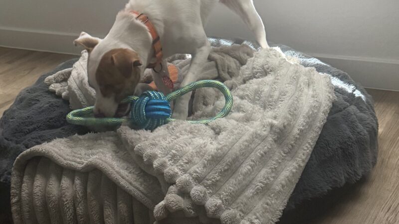 a dog playing with a rope toy in dog bed