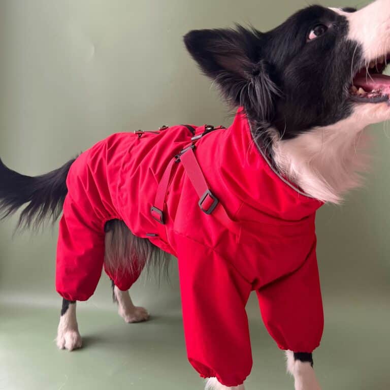 a dog recovery onesie on a dog