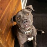 a dog sitting by the door