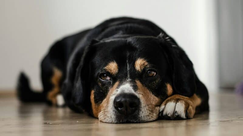 a dog staring with sad eyes