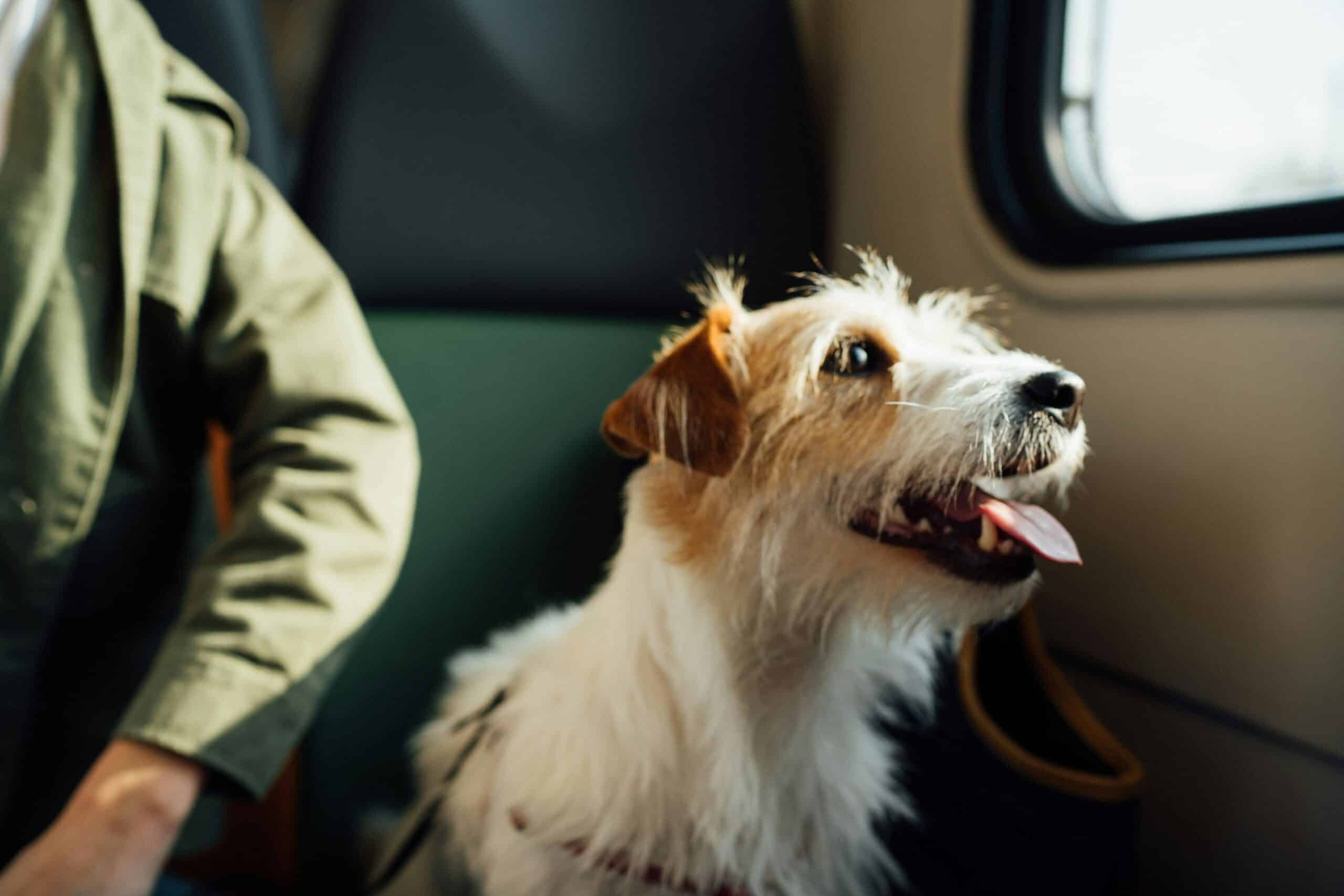 How to Fly With a Dog: Cabin, Cargo, and the Paperwork That Decides Both