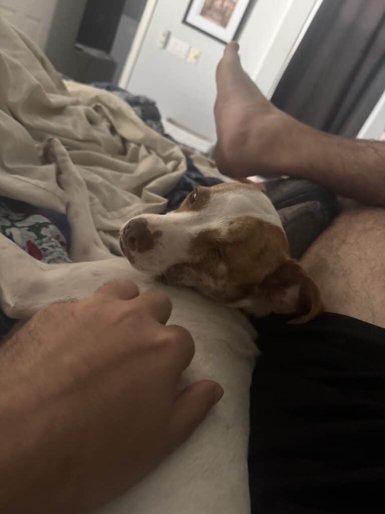 a dog with trust laying down close