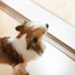 a dog waiting at the door
