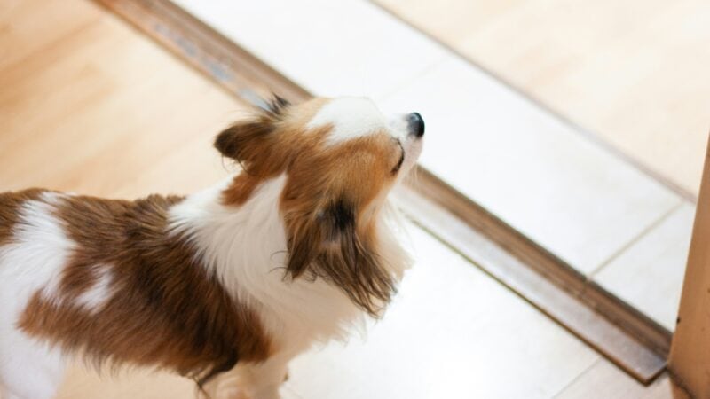 a dog waiting at the door