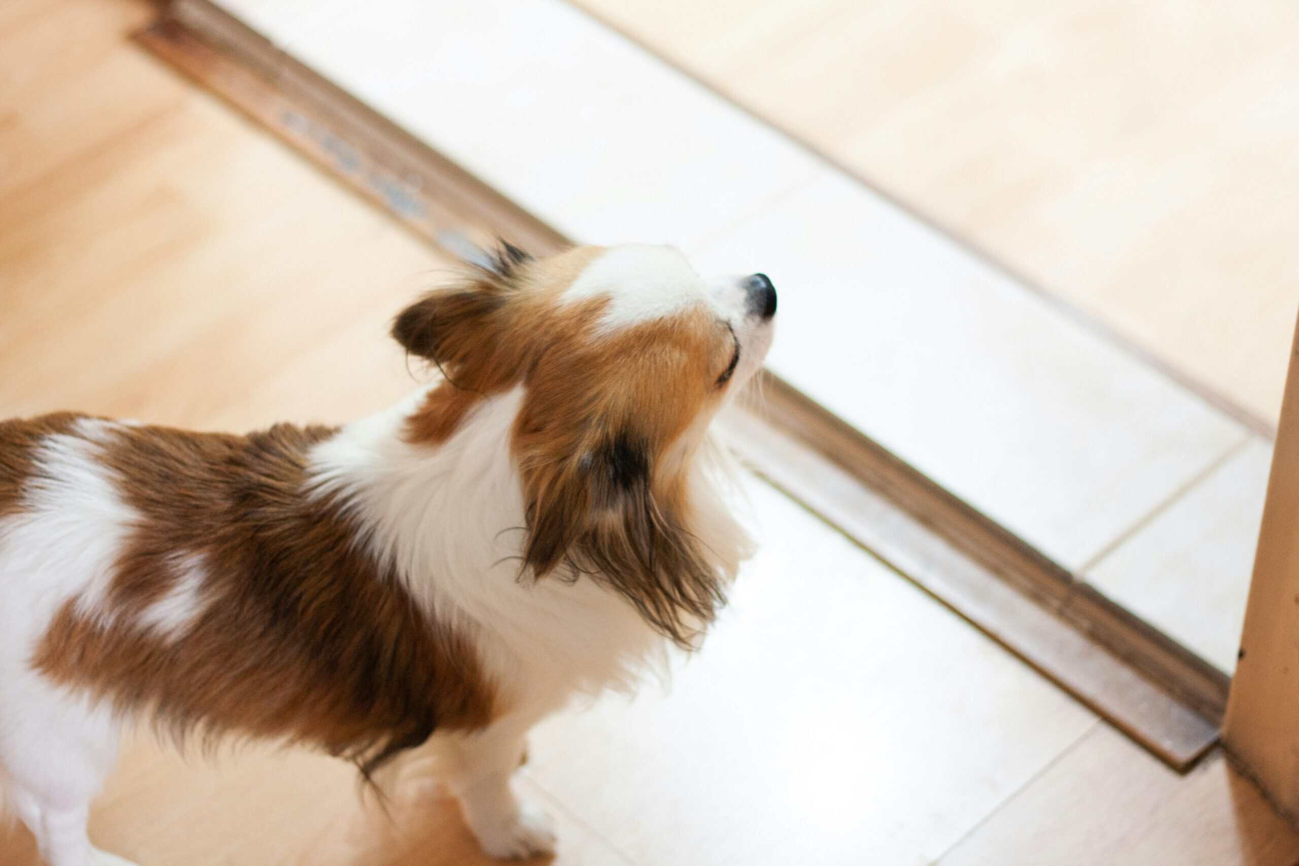 Best Dog Doorbells for Potty Training in 2026: Let Your Dog Tell You It Needs Out