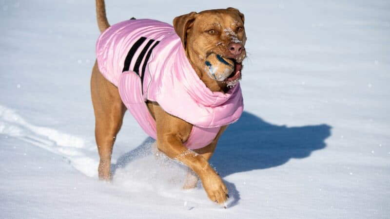 a dog winter coat in the snow