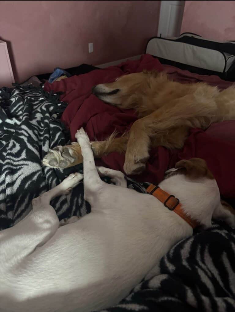 a couple of dogs together laying on a bed