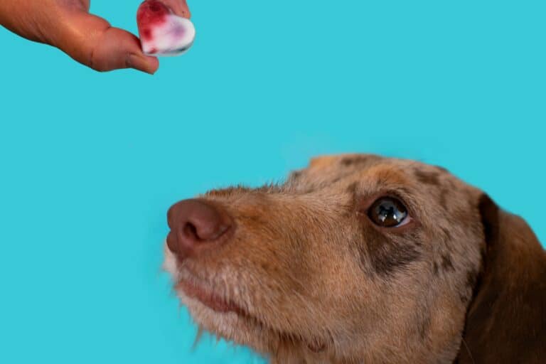 freeze dried dog treats