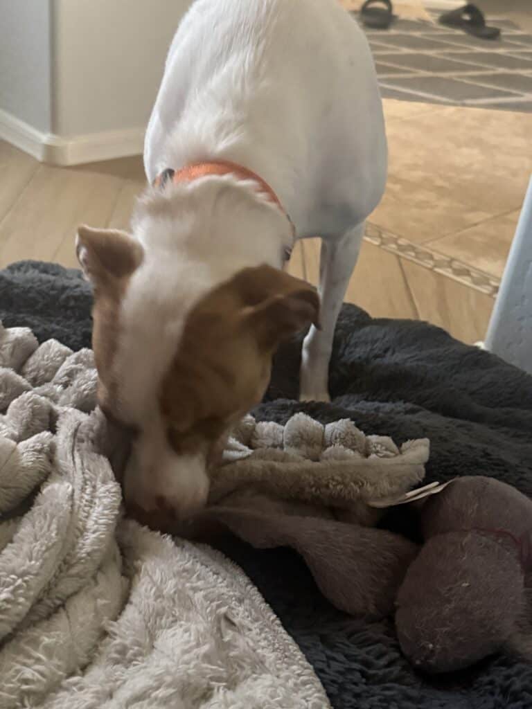 a safe space for a dog in home