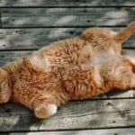 senior cat laying down on deck