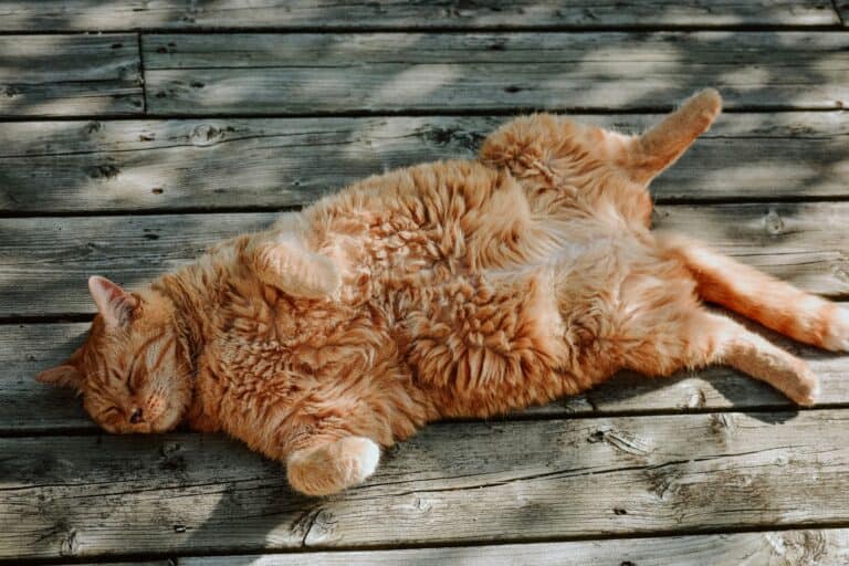 senior cat laying down on deck