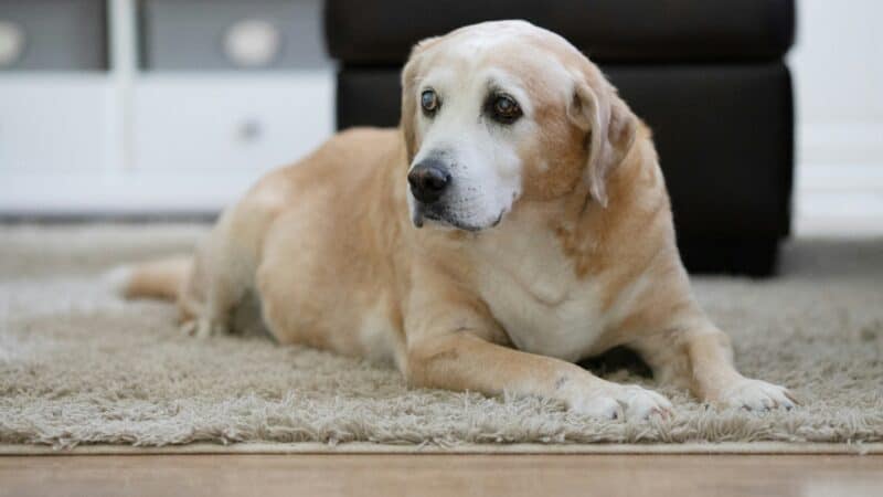 a senior dog lying down with eyesight issues