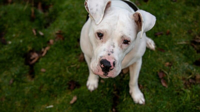 a senior dog upclose in a field