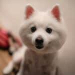 a well groomed dog