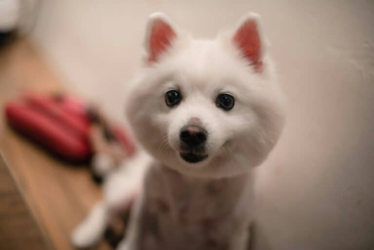 a well groomed dog