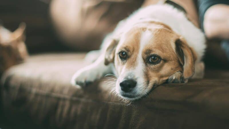 anxious dog laying on a couch