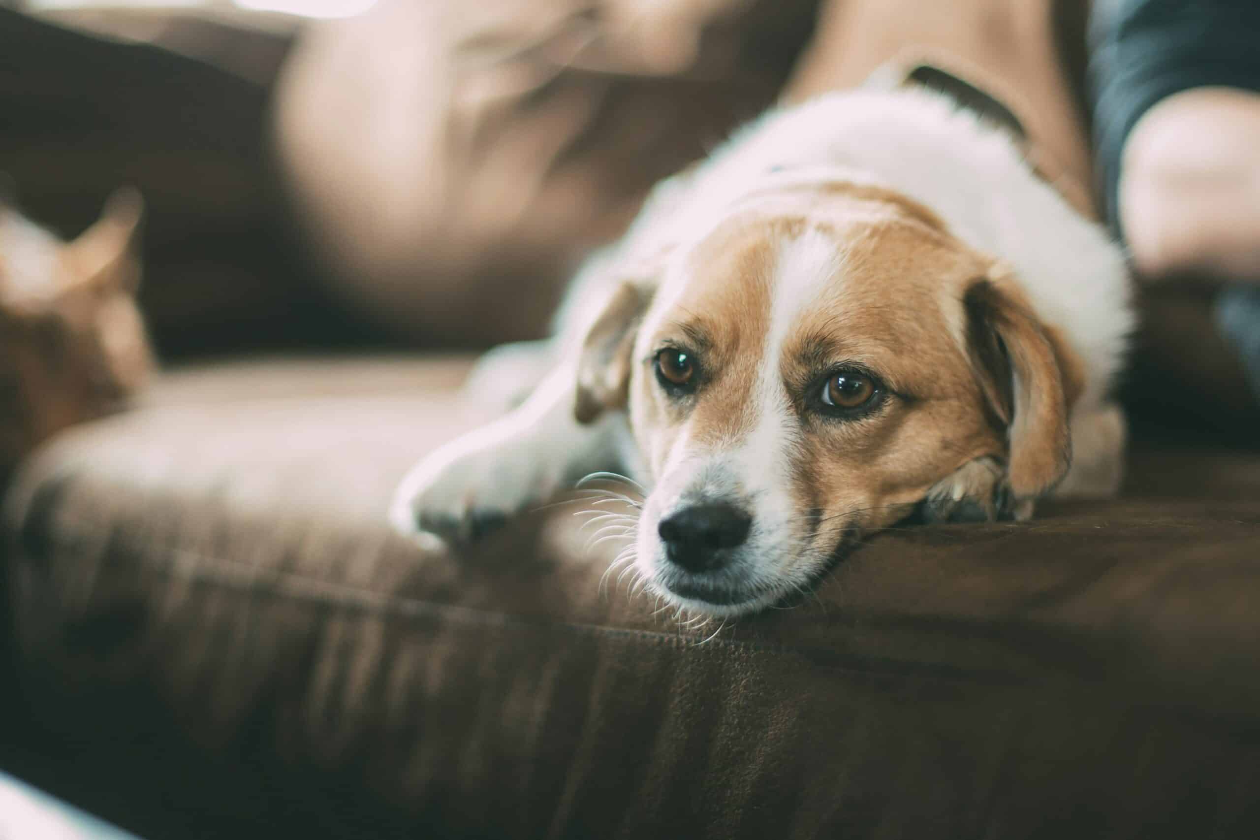 What Not to Do With an Anxious Dog: The Well-Meant Mistakes